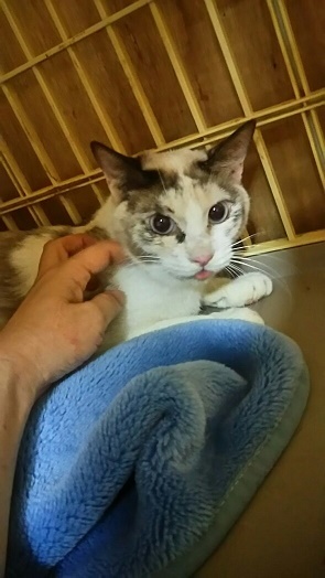 【移動先募集】センター(支所)収容の子猫・成猫(6/10訪問)_f0242002_22532640.jpg