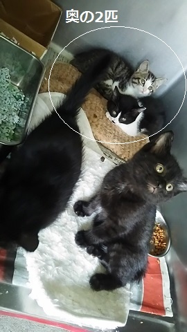 【移動先募集】センター(支所)収容の子猫・成猫(6/10訪問)_f0242002_22573447.jpg