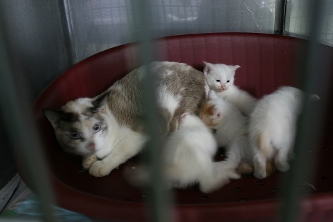 【移動先募集】センター(支所)収容の子猫・成猫(6/10訪問)_f0242002_23023142.jpg