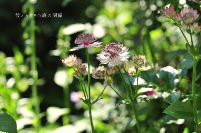 薔薇の開花を待つ花たち_c0365716_20421592.jpg