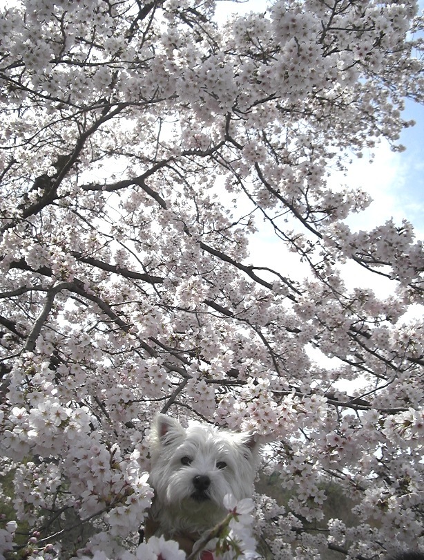 桜がお満開でしゅ！_d0098316_14365067.jpg