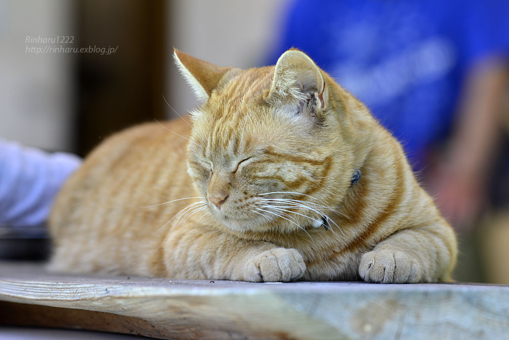 2017.4.30 宇都宮動物園☆さんた園長【Cat】_f0250322_214428100.jpg