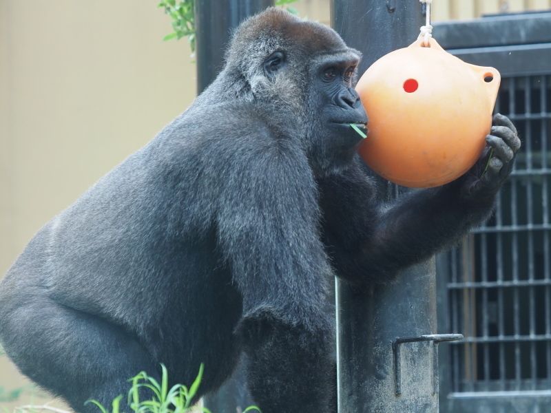 わんぱく小僧のゲンタロウ 京都市動物園2017/6/11-1_e0363539_21492131.jpg