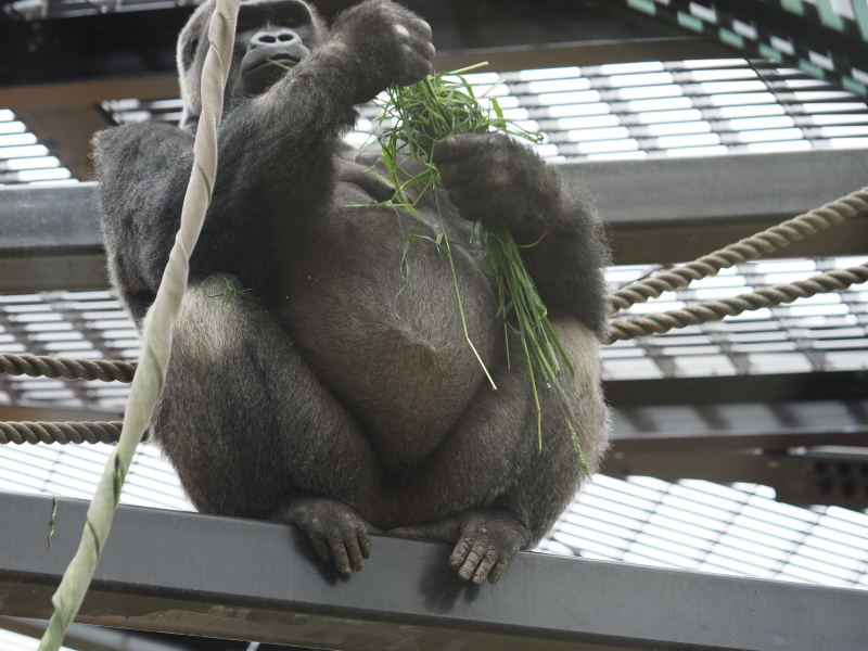 わんぱく小僧のゲンタロウ 京都市動物園2017/6/11-1_e0363539_21530879.jpg