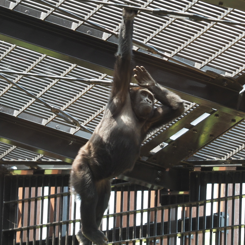 わんぱく小僧のゲンタロウ 京都市動物園2017/6/11-1_e0363539_21591500.jpg