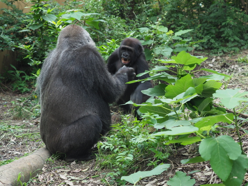 わんぱく小僧のゲンタロウ 京都市動物園2017/6/11-1_e0363539_22003723.jpg