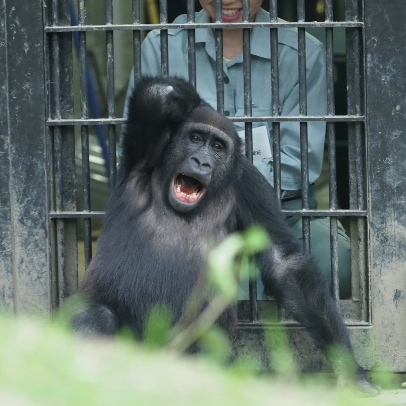 わんぱく小僧のゲンタロウ 京都市動物園2017/6/11-1_e0363539_22183532.jpg