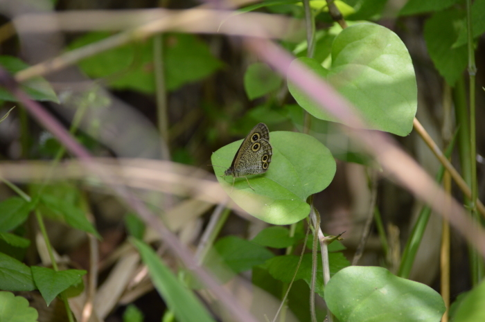 ウラナミジャノメ　6月11日_d0254540_18401773.jpg