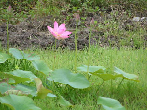 大町二千年蓮開花す！_f0353242_21510876.jpg