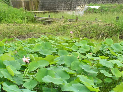 大町二千年蓮開花す！_f0353242_22013176.jpg