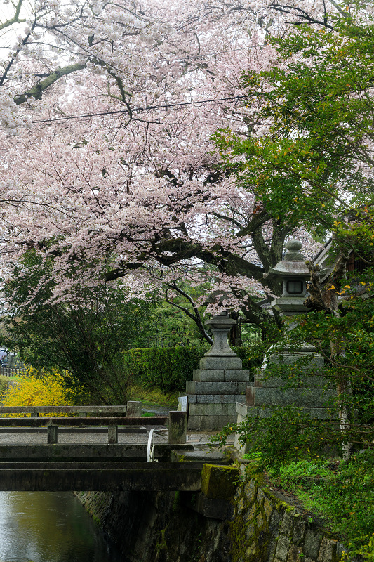 京都の桜2017 大豊神社の枝垂れ桜_f0155048_00917.jpg