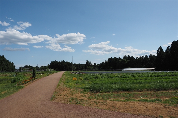 【キャンプ場詳細レポート】THE FARM CAMP フリーサイト編①　～採れ立て野菜キャンプ！_b0008655_15561371.jpg