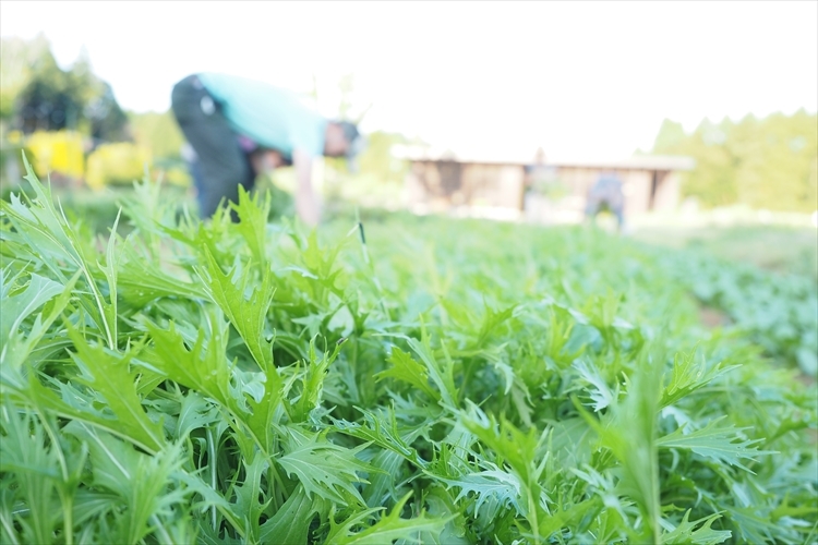 【キャンプ場詳細レポート】THE FARM CAMP フリーサイト編①　～採れ立て野菜キャンプ！_b0008655_16293200.jpg