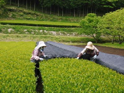 菊池水源茶 有機栽培の碾茶の茶摘み(2017)_a0254656_17571310.jpg