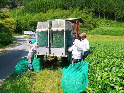 菊池水源茶 有機栽培の碾茶の茶摘み(2017)_a0254656_18340660.jpg