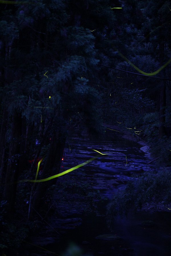 Fireflies_b0084270_02390493.jpg