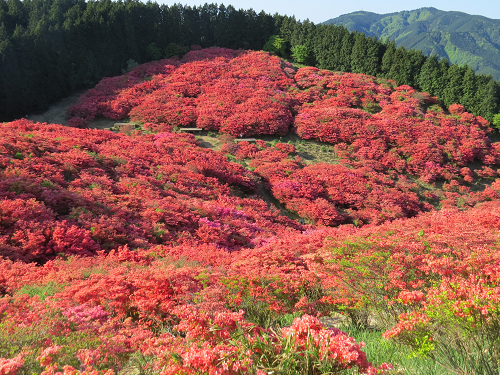 葛城山　ツツジ_d0097373_06441049.jpg