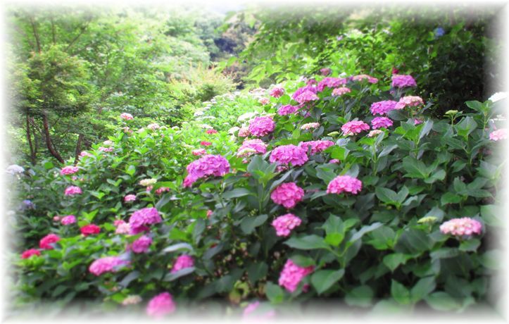 あじさいロード…♪_d0175974_20273371.jpg