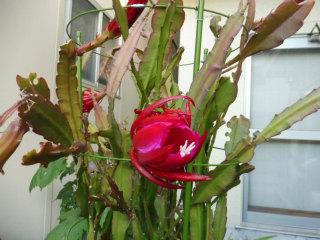 e0046477_21057.jpg