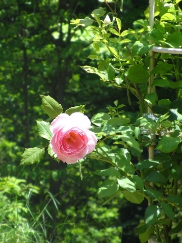 d0098183_17143490.jpg