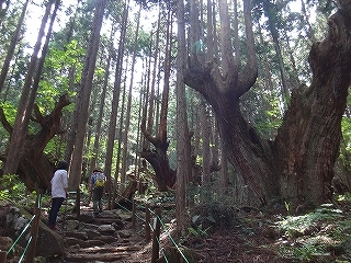 蕪山の株杉とコシアブラ大木_e0064783_05150926.jpg