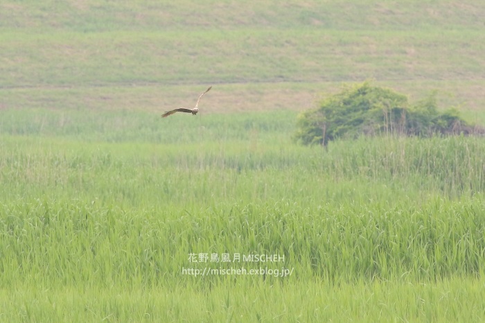 ５月のチュウヒ塒入り_a0323488_17204948.jpg