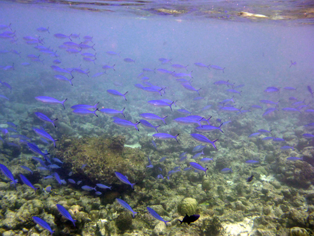 Maldives 2017 Milaidhoo　ミライドゥ　その54　今日もスノーケリング_c0147790_20485238.jpg