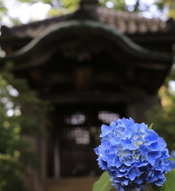 梅雨の晴れ間はアジサイ撮影_a0345791_20555316.jpg