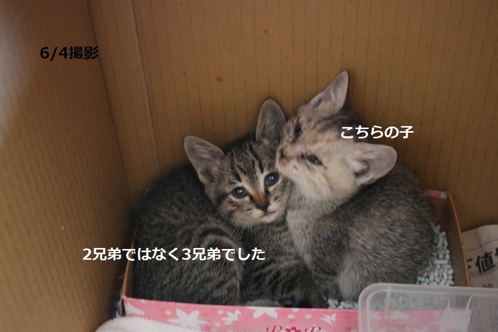 【移動先募集】センター(支所)収容の子猫・成猫(6/10訪問)_f0242002_19491510.jpg