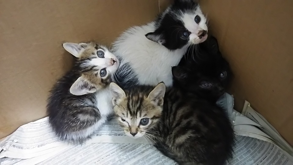 【移動先募集】センター(支所)収容の子猫・成猫(6/10訪問)_f0242002_20064950.jpg