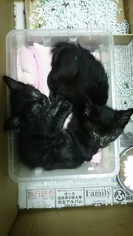 【移動先募集】センター(支所)収容の子猫・成猫(6/10訪問)_f0242002_20270935.jpg