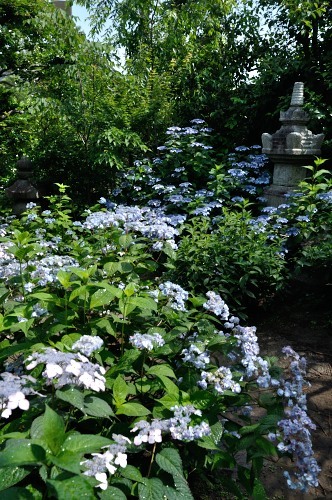 建仁寺塔頭　霊源院_d0098810_20124914.jpg