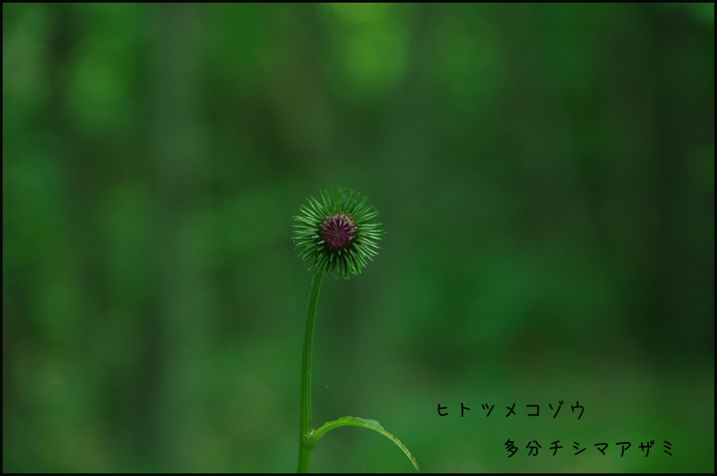 東京ドーム438個分の森 ラテンなおばさん