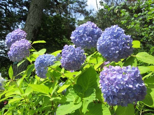 植物園花めぐり1_e0048413_18304525.jpg
