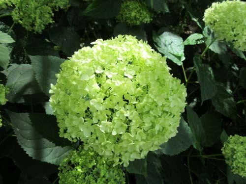 植物園花めぐり1_e0048413_18311220.jpg