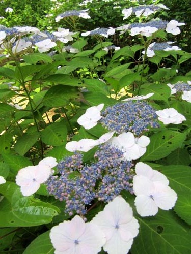 植物園花めぐり1_e0048413_18312719.jpg
