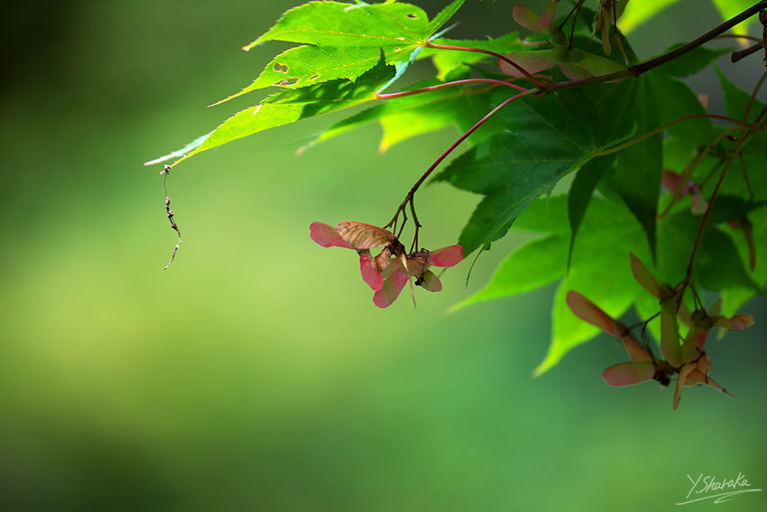 花菖蒲咲く三渓園　No4_f0344614_11232660.jpg