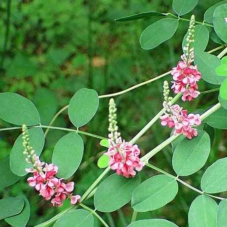 c0190915_17493035.jpg