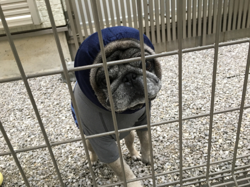 あずきのチカラが消えた Web Pug