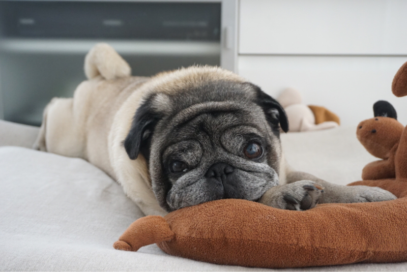 あずきのチカラが消えた Web Pug