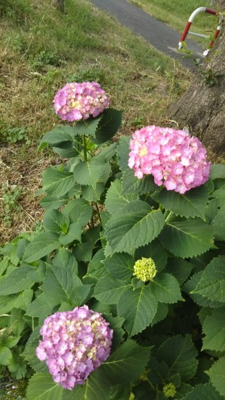 この気候疲れませんか?_c0155326_22393907.jpg