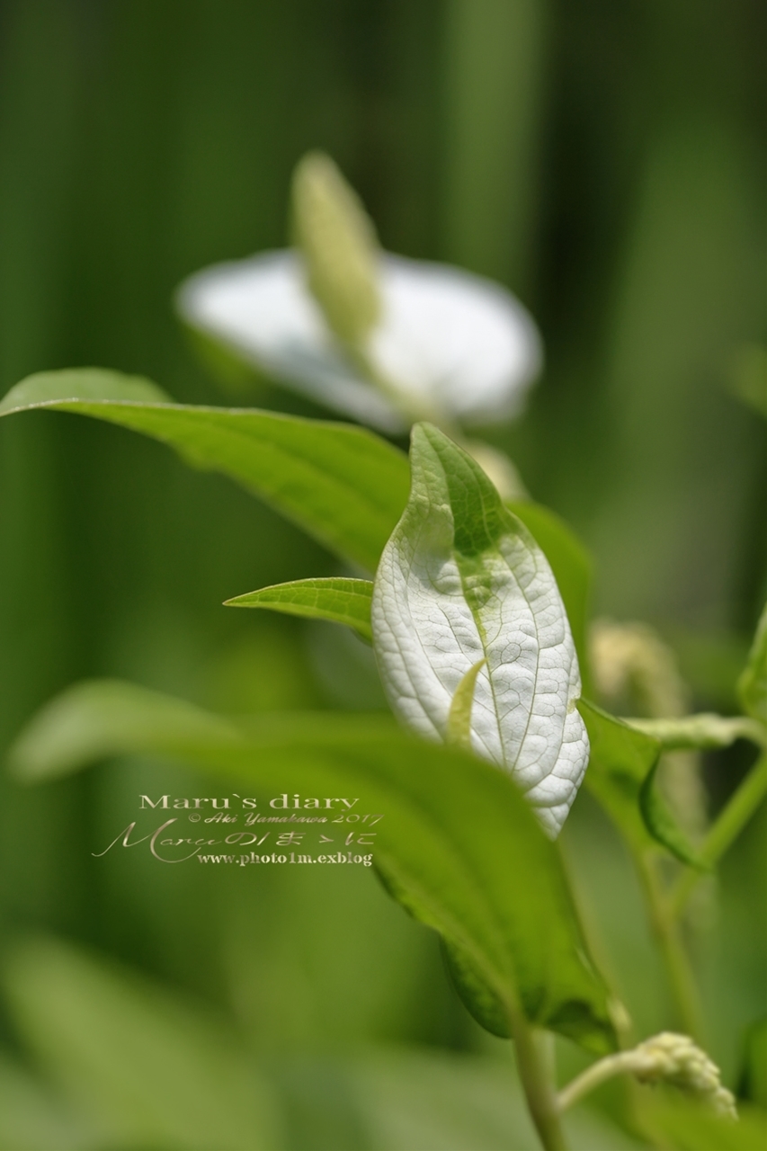 まゝに/6月の散策５/紫陽花、花菖蒲、半夏生ほか _d0342426_21395126.jpg