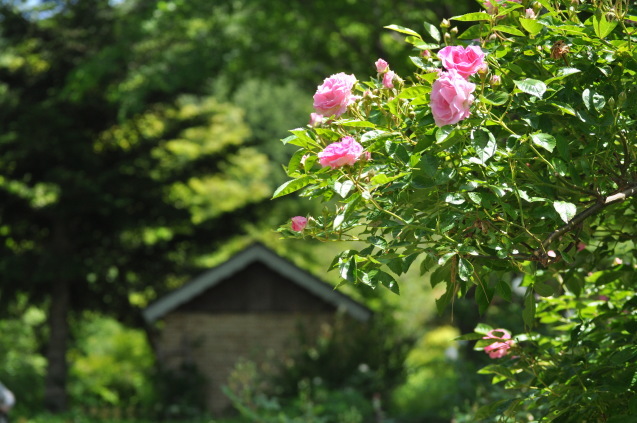 a0248728_20104309.jpg