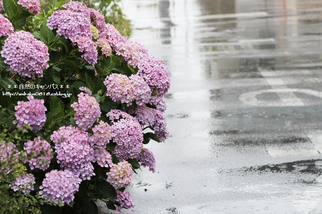 雨に濡れた紫陽花の花のある散歩道(^^♪_e0052135_16272000.jpg