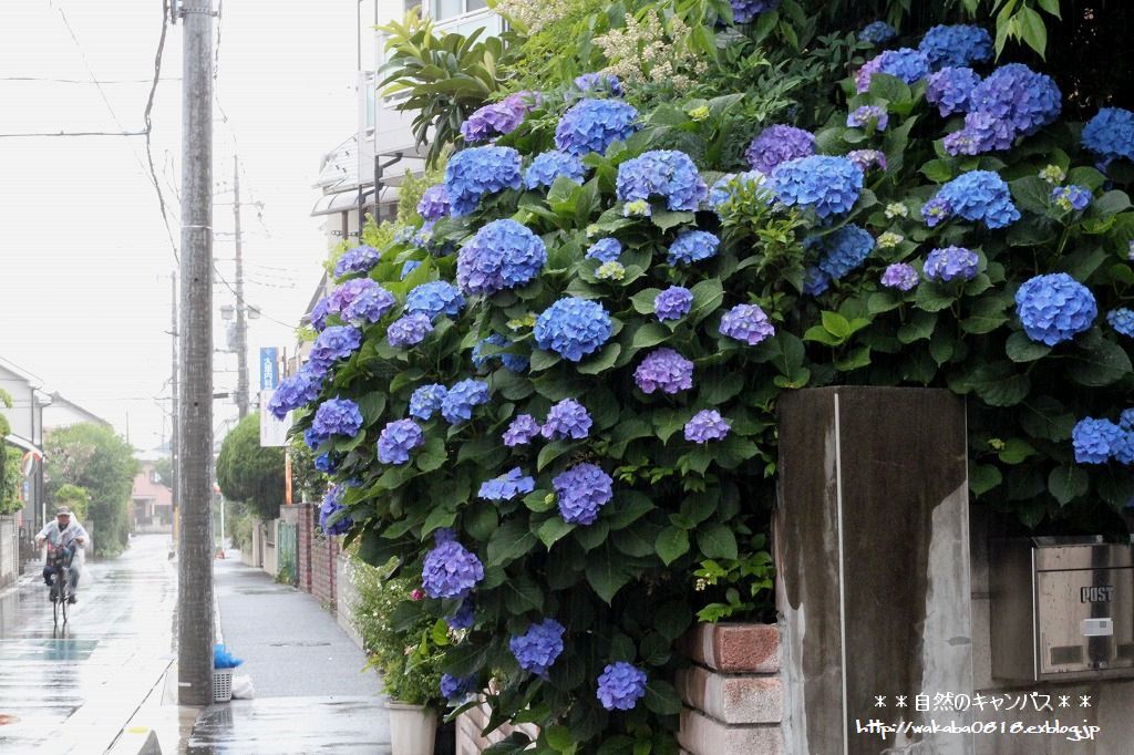 雨に濡れた紫陽花の花のある散歩道(^^♪_e0052135_16275006.jpg