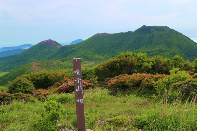 鳴子山のオオヤマレンゲはまだ蕾だった！_e0272335_19535093.jpg