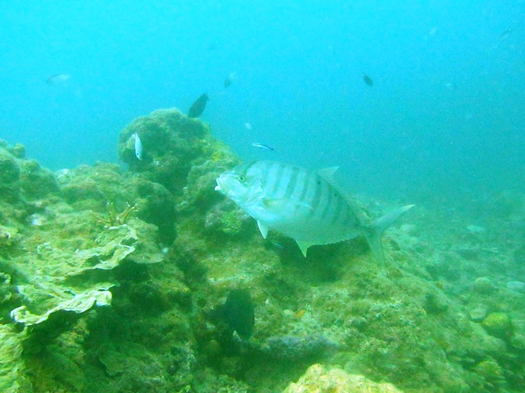 a0189838_06092345.jpg
