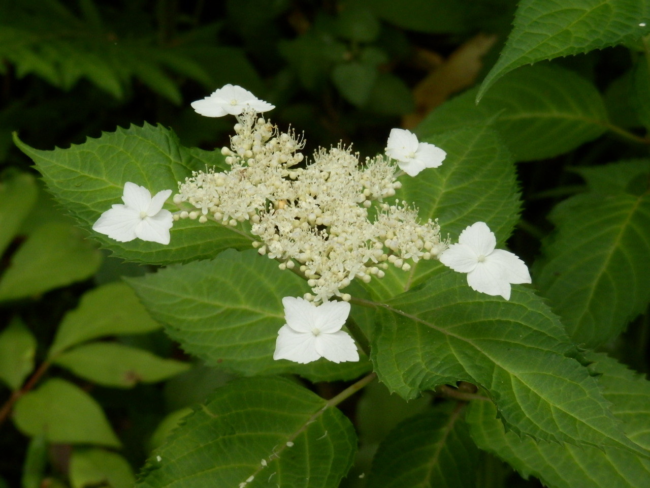 季節の花々／紫陽花etc._a0279738_16512090.jpg