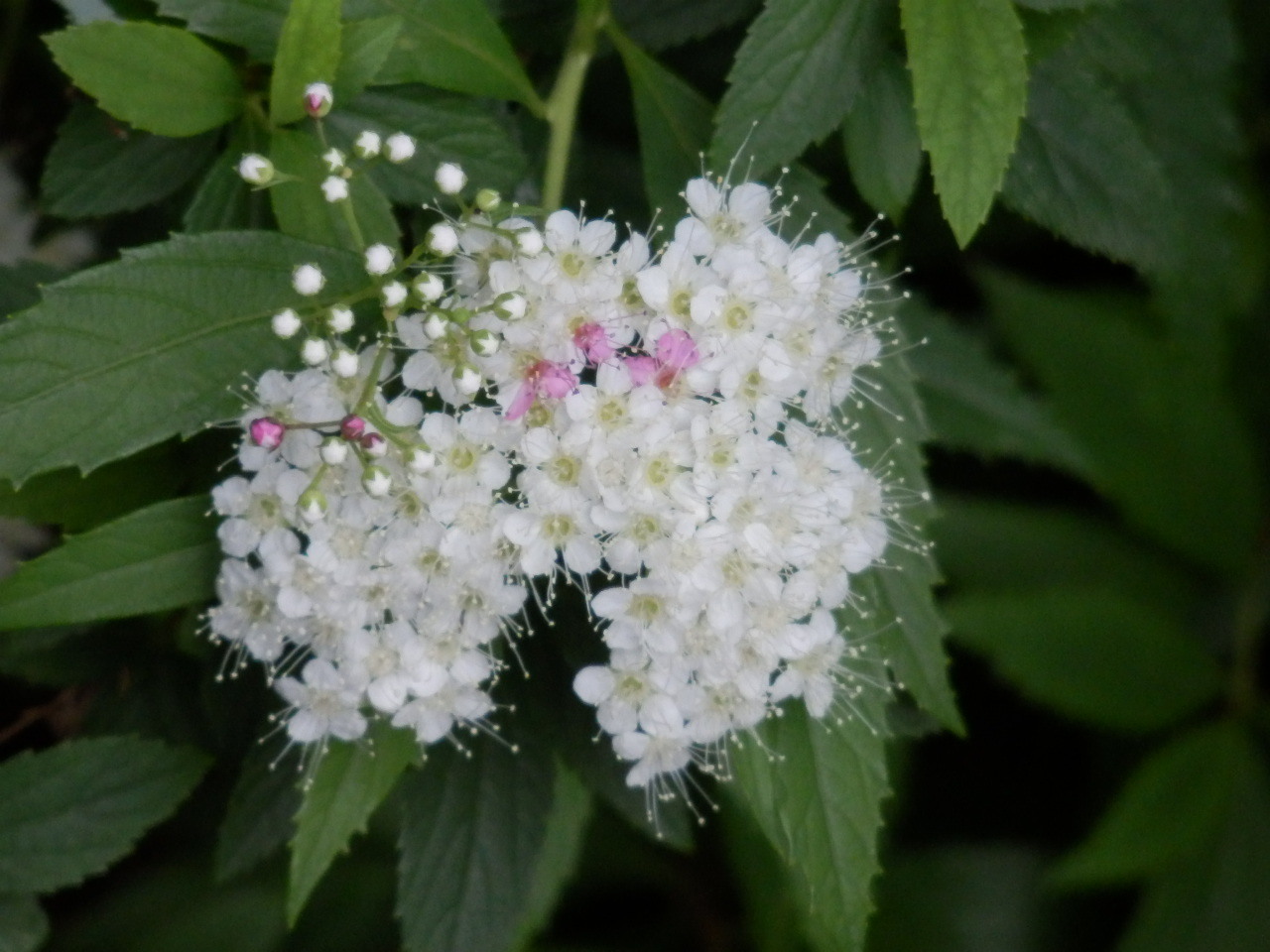 季節の花々／紫陽花etc._a0279738_16523114.jpg