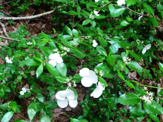 e0371039_12393553.gif